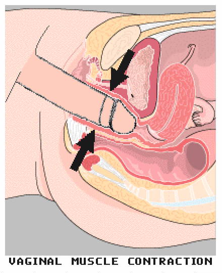 How Cervix contractions during orgasm with you Cervix contractions during orgasm good topic
