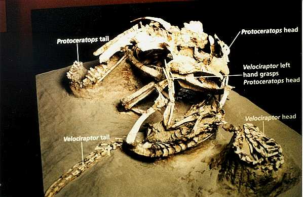 velociraptor fossil fighting