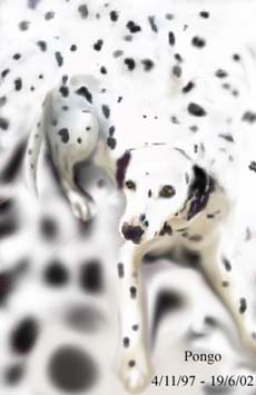 Beautiful spotty Pongo - our beloved dalmation