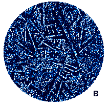 Crop Circle grain micrograph