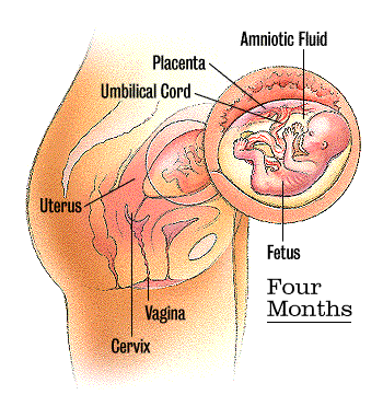 pregnant woman diagram. for a few days or