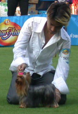 Suwee Yorkshire Terriers Suwee Yorkshire Terriers