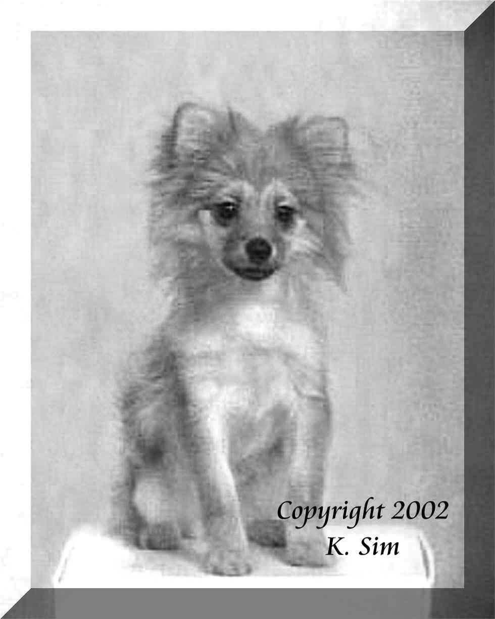 pomeranian stage pomeranian monkey stage pictures pomeranian stage pomeranian monkey stage pictures