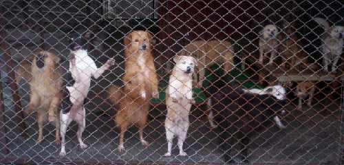 dogs