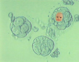 Hi Mom! I'm your all-singing, all-dancing little green embryo!!