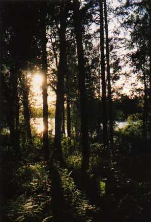 ein Wald nahe Kuopio, Finnland