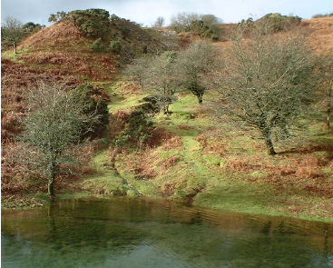 The adit pond beside the  liskeard and Caradon  Railway