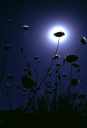 Plants in Moonlight