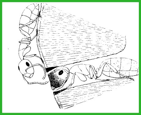 colobopsis truncatus