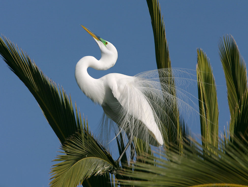 Great Egret, breeding plumage, 4/24/04, Palo Alto Baylands