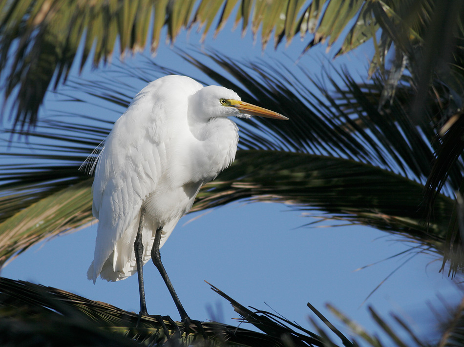 Great Egret, breeding plumage, 4/13/07, Palo Alto Baylands