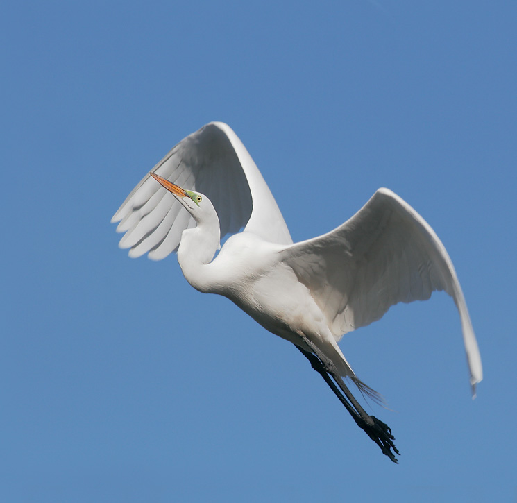 Great Egret, 4/13/07, Palo Alto Baylands