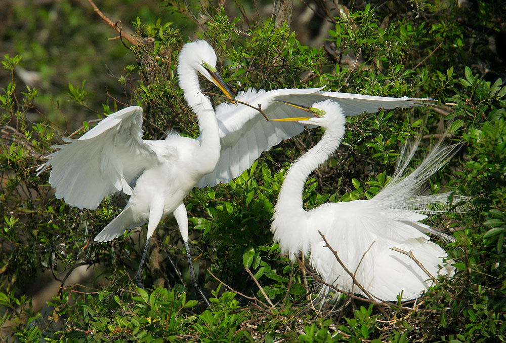 Great Egrets, pair courting, 3/19/08, Harley Dealer, Brandon, FL
