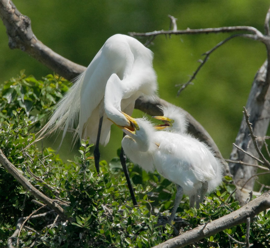 Great Egrets, adult feeding chicks, 4/15/08, Smith Oaks, High Island, TX