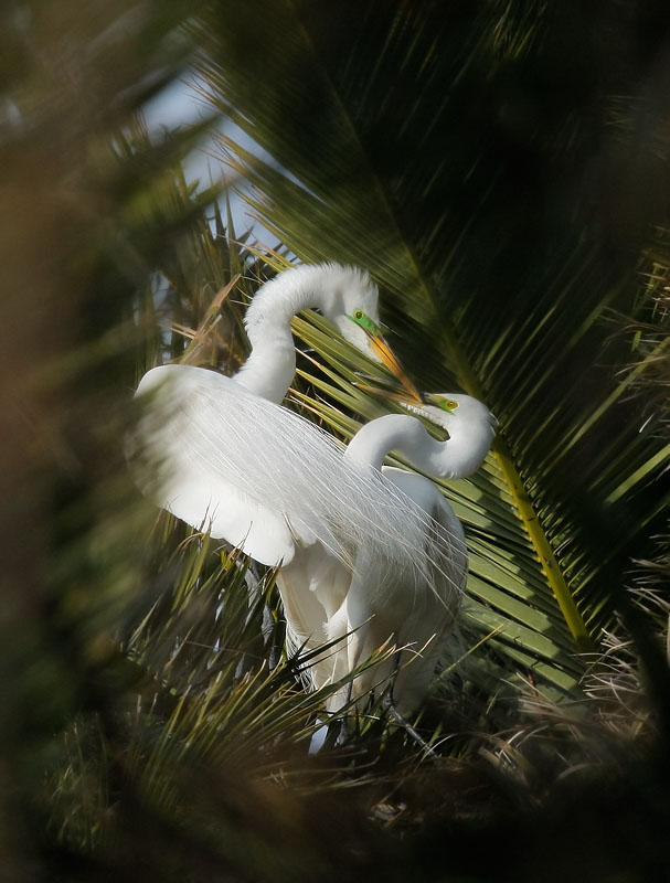 Great Egrets, pair courting, 5/2/08, Palo Alto Baylands