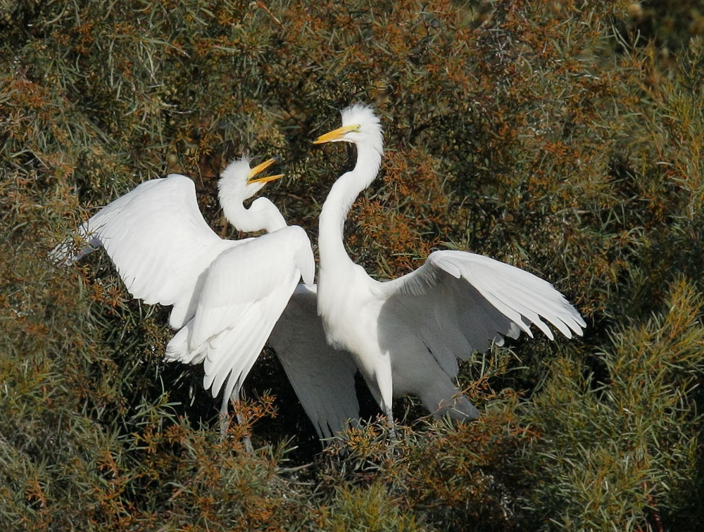 Great Egrets, juveniles, 8/31/08, Radio Road, Redwood Shores, San Mateo Co