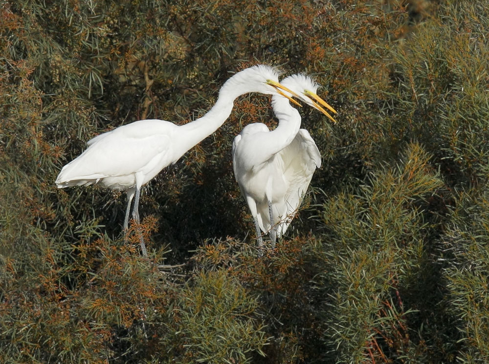 Great Egrets, juveniles, 8/31/08, Radio Road, Redwood Shores, San Mateo Co