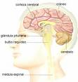 Parkinson Herbs Treatment CureParkinson Herbs Treatment Cure