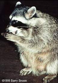 lactating female raccoon  Barry Brown