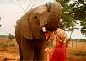 Feeding the elephant