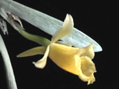 Plectrophora iridifolia