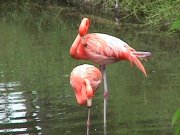 Image of flamingo101.JPG