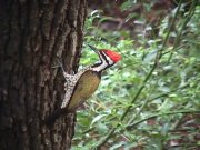 Image of woodpecker.JPG