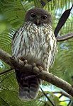 ninox odiosa ninox odiosa