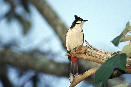 img036.jpg