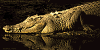 Crocodile 8269 bytes)