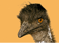 Australian Emu: animated gif. (22937 bytes)