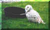snowowl.jpg (100315 bytes)