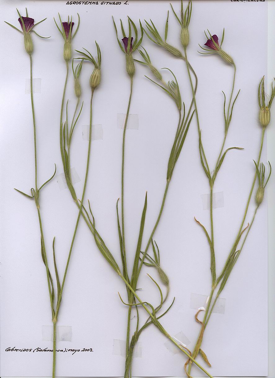 agrostemma githagoh01