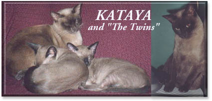Kataya & the "Twins" photo