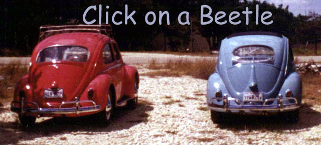 Click on a beetle to go to its own page!  Enjoy!