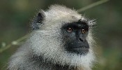 The Langur Monkey