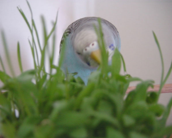 millet sprouts