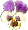 Pansy Bullet