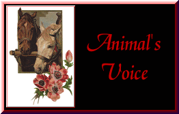 Visit the
Animal's Voice HomePage and join the ring!