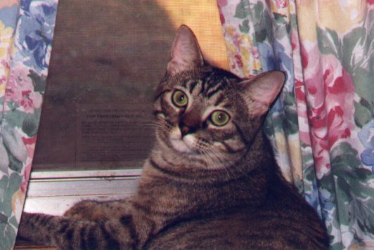 Such a precious kitty!