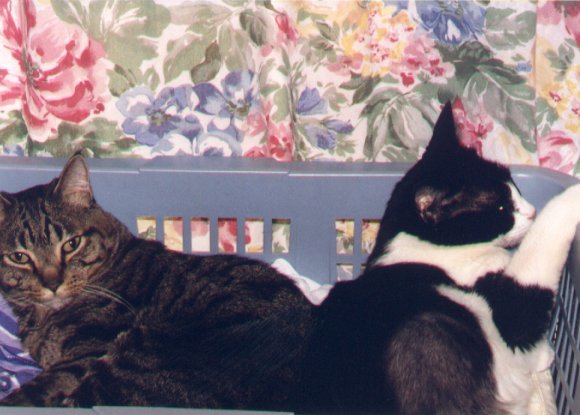 Caesar & Cleo in laundry basket