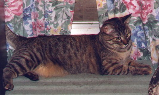 Just lounging by the window