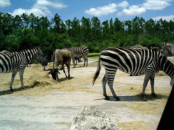 nilgai with zebra
