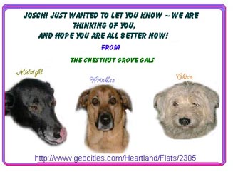 Get Well Joschi - The Chestnut Grove Gals