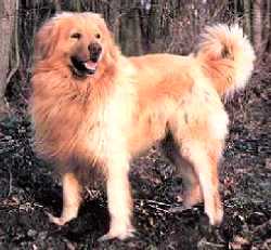 Astor