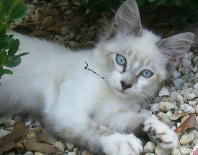 My kitten Hailey Jade•
