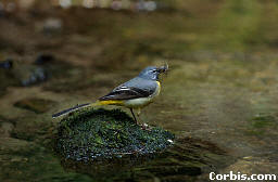 picture of grey wagtail