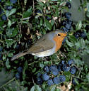 picture of a robin