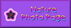 Nature Photo Page
