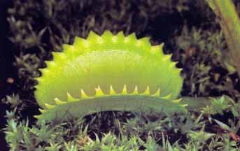 Dionaea 'Dentate Traps'